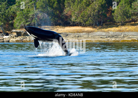 Un épaulard adulte (Orcinus orca) qui braque près de la rive de l'île de Vancouver (C.-B.) Banque D'Images