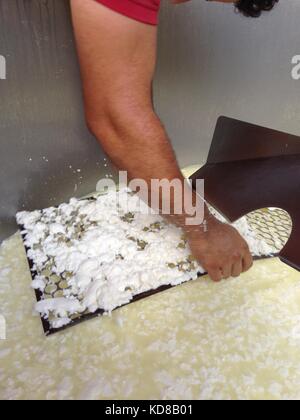 La fabrication du fromage dans une ferme rustique, caillé de tamisage Banque D'Images