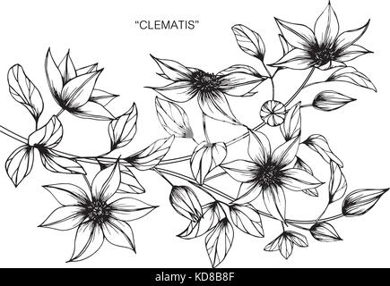 Clematis flower dimensions illustration. Noir et blanc avec des illustrations. Illustration de Vecteur