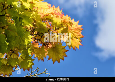 Acer shirasawanum 'aureum' érable arbre feuilles automne baigné de soleil,à rhs gardens,,harlow carr,harrogate North Yorkshire, Angleterre, Royaume-Uni. Banque D'Images