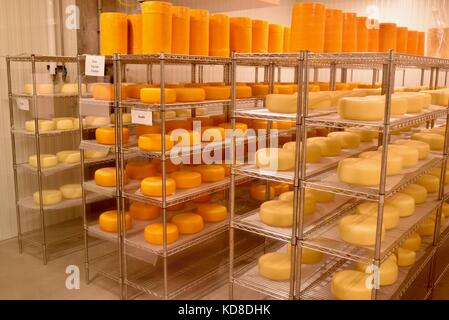 Vieillissement en cave à fromage fromage fromage artisanal de porte à porte dans l'entreprise communautaire du comté de egg harbor, Wisconsin. Banque D'Images