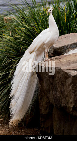 Un beau paon leucistic montrant son plumage blanc. Banque D'Images