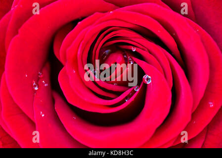 Macro d'une rose rouge avec des gouttes d'eau de rosée Banque D'Images