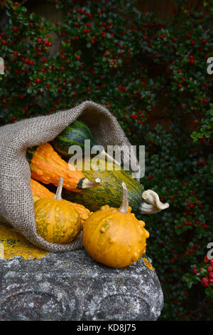 Sac en toile de jute s'échappe au vert et orange ornement verruqueuse gourdes contre bush cotoneaster background Banque D'Images