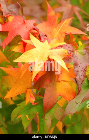 feuilles en automne Banque D'Images