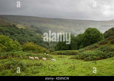 Des moutons paissant sur une colline luxuriante près de Keld, upper swaledale, North Yorkshire, Angleterre. Banque D'Images