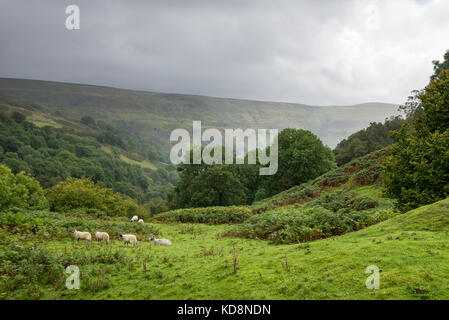 Des moutons paissant sur une colline luxuriante près de Keld, upper swaledale, North Yorkshire, Angleterre. Banque D'Images