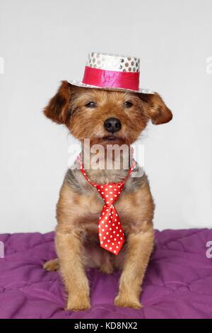 Petit chien en position assise, habillée d'une cravate rouge et un chapeau blanc et rose Banque D'Images