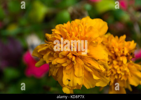 Fermer macro en jaune et orange oeillet fleurs en croissance à l'automne avant le gel du Suffolk, Angleterre Royaume-Uni avec feuillage vert tendre en arrière-plan Banque D'Images