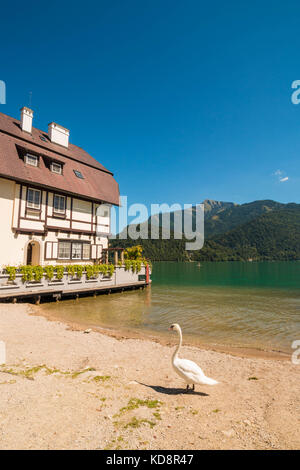 Maison sur pilotis à st.gilgen sur le lac Wolfgangsee alpin. swan marcher sur le bord du lac. La montagne schafberg vu sur l'arrière-plan. Banque D'Images