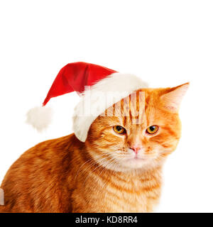 Chat de noël à santa hat sur fond blanc Banque D'Images