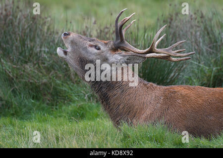 Profil de tête close up side view portrait of a red deer stag beuglant à l'Ornière Banque D'Images