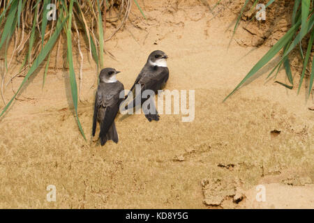 Sable Martin / Bank Swallows / Uferschwalben ( Riparia riparia), paire, vient d'arriver en territoire de reproduction, perchée sur une pente de sable, chant, faune, Banque D'Images