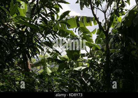 Sentier de café, l'hôtel Buena Vista, Pilas, Alajuela, Alajuela province, hauts plateaux du centre, le Costa Rica, Amérique Centrale Banque D'Images