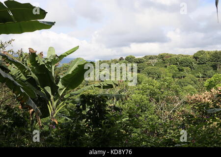 Les plantations de café, café, sentier hôtel Buena Vista, Pilas, Alajuela, Alajuela province, hauts plateaux du centre, le Costa Rica, Amérique Centrale Banque D'Images