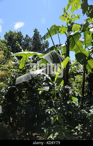 Les plantations de café, café Trail, l'hôtel Buena Vista, Pilas, Alajuela, Alajuela province, hauts plateaux du centre, le Costa Rica, Amérique Centrale Banque D'Images