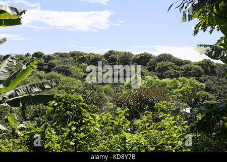 Les plantations de café, café Trail, l'hôtel Buena Vista, Pilas, Alajuela, Alajuela province, hauts plateaux du centre, le Costa Rica, Amérique Centrale Banque D'Images