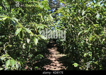 Les plantations de café, café Trail, l'hôtel Buena Vista, Pilas, Alajuela, Alajuela province, hauts plateaux du centre, le Costa Rica, Amérique Centrale Banque D'Images