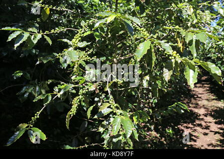 Les plantations de café, café Trail, l'hôtel Buena Vista, Pilas, Alajuela, Alajuela province, hauts plateaux du centre, le Costa Rica, Amérique Centrale Banque D'Images