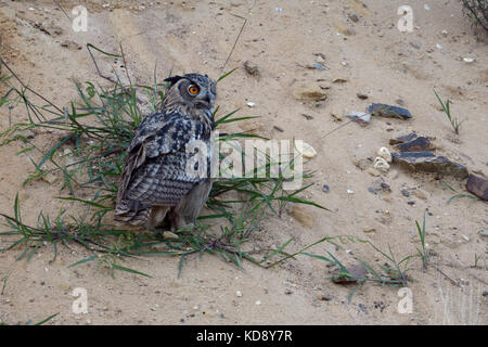 Grand hibou / europäischer uhu ( Bubo bubo ) jeune oiseau, perché sur l'herbe dans la pente d'une carrière de sable, à regarder pour quelque chose, la faune, l'Europe. Banque D'Images