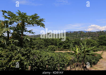 Les plantations de café, Pilas, Alajuela, Alajuela province, hauts plateaux du centre, le Costa Rica, Amérique Centrale Banque D'Images