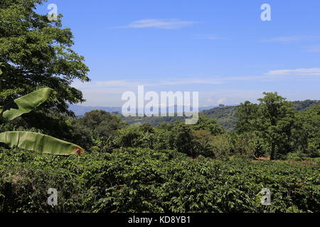 Les plantations de café, Pilas, Alajuela, Alajuela province, hauts plateaux du centre, le Costa Rica, Amérique Centrale Banque D'Images