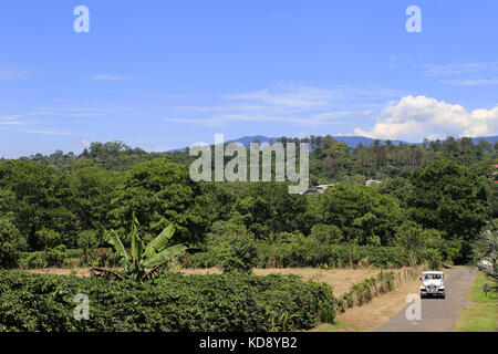 Les plantations de café, Pilas, Alajuela, Alajuela province, hauts plateaux du centre, le Costa Rica, Amérique Centrale Banque D'Images