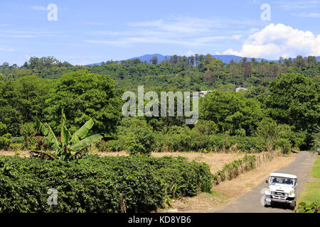 Les plantations de café, Pilas, Alajuela, Alajuela province, hauts plateaux du centre, le Costa Rica, Amérique Centrale Banque D'Images