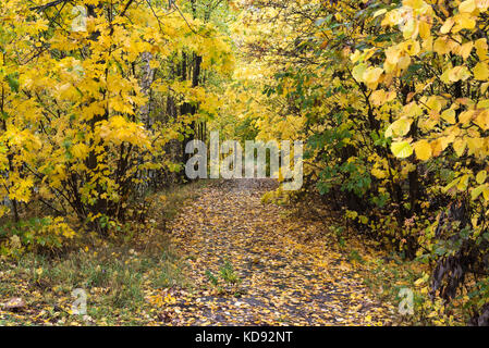 Sentier qui traverse la forêt d'automne Banque D'Images