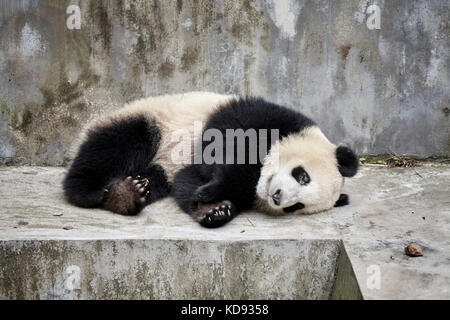 Panda géant au repos, Chengdu, Chine. Banque D'Images