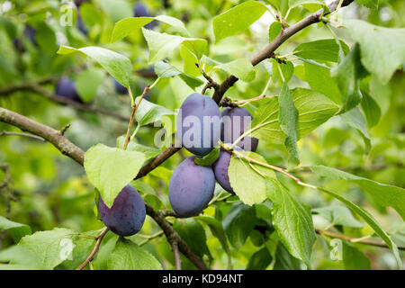 Les prunes mûres - Prunus domestica ou prunier européen - prête à être cueillie. Banque D'Images