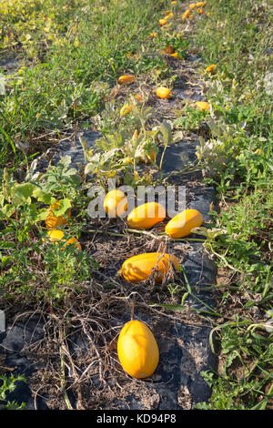 Orange mûre Pumkins des champs - Cucurbita pepo - posé sur le sol dans un grand potager en permaculture. Banque D'Images