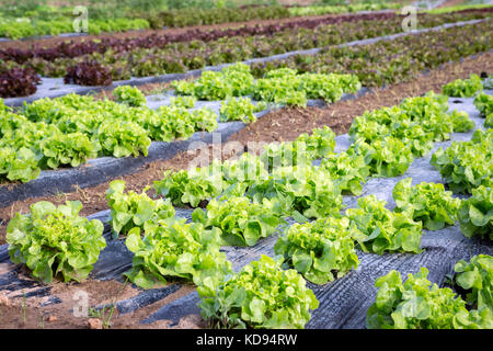 Un champ de différentes variétés de laitue à l'extérieur de plus en plus de lignes dans le paillis de plastique. Banque D'Images