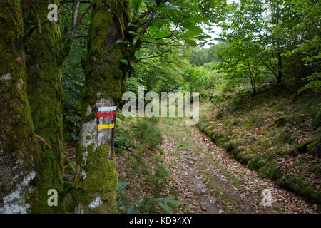 Traces de sentier sur un tronc d'arbre couvert de mousse le long d'un chemin menant à une forêt luxuriante. Banque D'Images