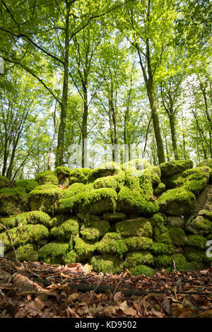 Saint GOUSSAUD, FRANCE - 24 JUIN 2017 : un site archéologique d'une vieille mousse recouverte de murs gallo-romains au milieu d'une forêt estivale. Banque D'Images