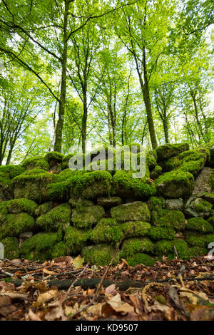 Saint GOUSSAUD, FRANCE - 24 JUIN 2017 : un site archéologique d'une vieille mousse recouverte de murs gallo-romains au milieu d'une forêt estivale. Banque D'Images