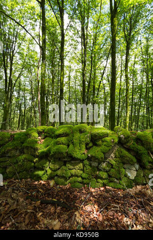 Saint GOUSSAUD, FRANCE - 24 JUIN 2017 : un site archéologique d'une vieille mousse recouverte de murs gallo-romains au milieu d'une forêt estivale. Banque D'Images