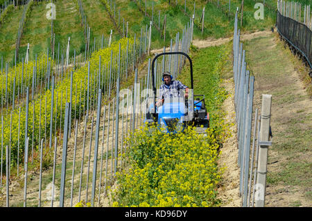 Le conducteur du tracteur à chenilles portant des écouteurs sans bruit, il travaille parmi les rangées de vignes sur les collines des Langhe en Piémont Italie Banque D'Images