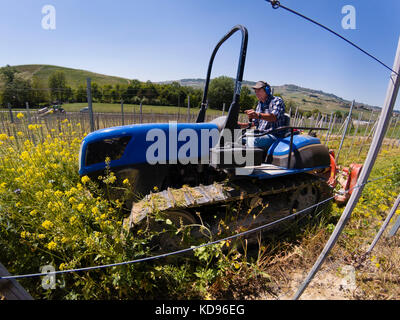 Le conducteur du tracteur à chenilles portant des écouteurs sans bruit, il travaille parmi les rangées de vignes sur les collines des Langhe en Piémont Italie Banque D'Images
