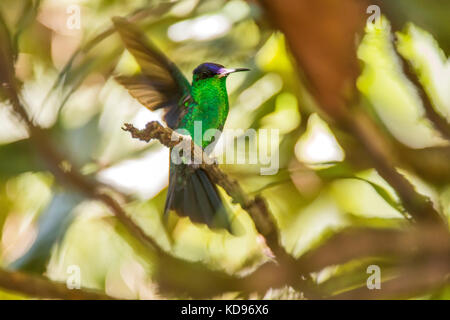 "Beija-flor-de-fronte-violeta (thalurania glaucopis) fotografado em Santa Teresa, Espírito Santo - Nordeste do Brasil. bioma registro mata atlântica. Banque D'Images