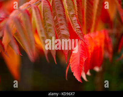 Petit arbre Sumac Banque D'Images