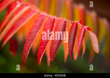 Petit arbre Sumac Banque D'Images