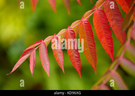 Petit arbre Sumac Banque D'Images