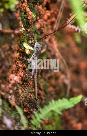'Lagarto calango (tropidurus torquatus) fotografado em Domingos Martins, Espírito Santo - Nordeste do Brasil. bioma mata atlântica. registro Feito em Banque D'Images