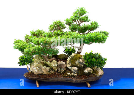 Bonsai paysage avec cyprès et arbres de buis sur un rocher Banque D'Images