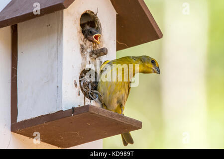 'Canário-da-terra-verdadeiro (Sicalis flaveola) fotografado em Domingos Martins, Espírito Santo - Sudeste do Brasil. Bioma Mata Atlântica. Enregistrement Banque D'Images