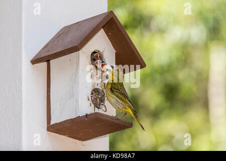 'Canário-da-terra-verdadeiro (Sicalis flaveola) fotografado em Domingos Martins, Espírito Santo - Sudeste do Brasil. Bioma Mata Atlântica. Enregistrement Banque D'Images