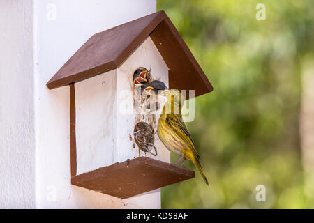 'Canário-da-terra-verdadeiro (Sicalis flaveola) fotografado em Domingos Martins, Espírito Santo - Sudeste do Brasil. Bioma Mata Atlântica. Enregistrement Banque D'Images