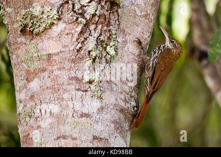 'Arapatu-escamado (Lepidocolaptes squamatus) fotografado em Conceição da Barra, Espírito Santo - Sudeste do Brasil. Bioma Mata Atlântica. Registro fe Banque D'Images