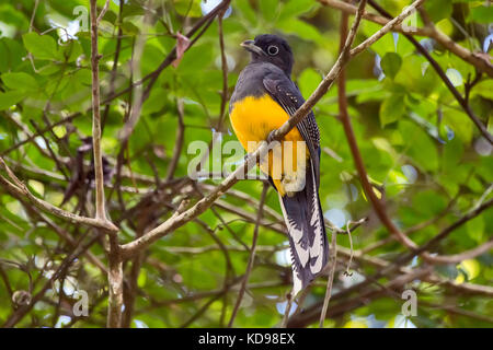 'Surucuá-grande-de-barriga-amarela Fêmea (Trogon viridis) fotografado em Linhares, Espírito Santo - Sudeste do Brasil. Bioma Mata Atlântica. Registro Banque D'Images